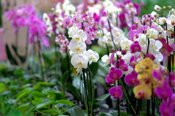 Orquídeas: como plantar e cuidar como um profissional