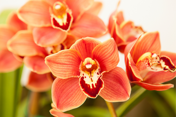 Como cuidar e fazer florescer a Orquídea Cymbidium