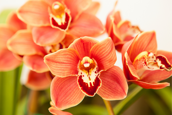 Com suas flores deslumbrantes e exóticas, essa orquídea é uma escolha popular para os amantes de plantas.